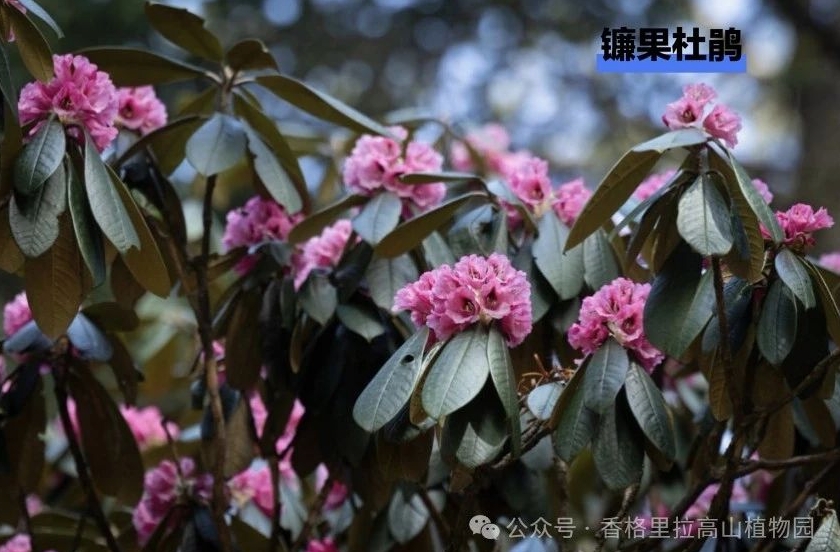 世界的香格里拉：5-9月觀花線路產(chǎn)品重磅發(fā)布