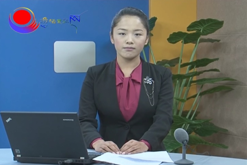 香格里拉縣一中山百余棵小松樹慘遭砍伐