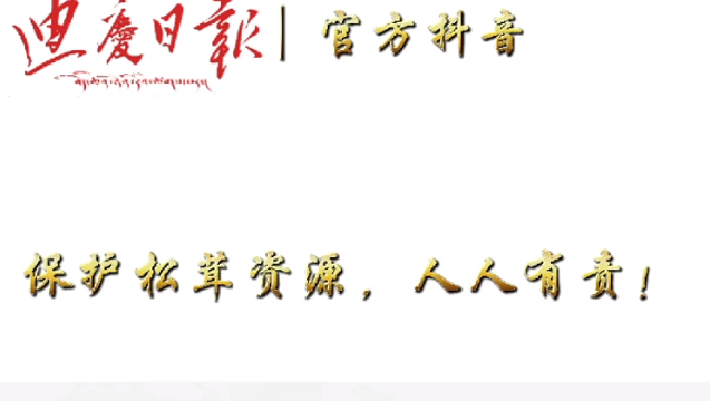 拒絕采收童茸 讓香格里拉“美味”永續(xù)接力！