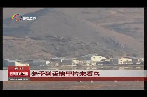 冬季到香格里拉來(lái)看鳥