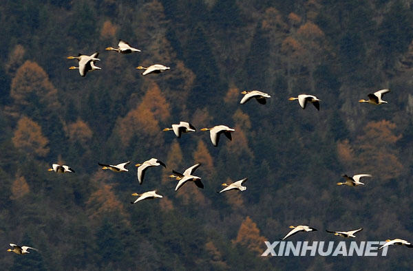 11月5日，一群斑頭雁從納帕海邊的山林上空飛過。 近年來，云南香格里拉縣藏語意為“森林旁邊的湖”的納帕海，成為黑頸鶴、斑頭雁、黃鴨等鳥類的越冬樂園，每年有數(shù)萬只候鳥來此越冬。 新華社記者鄒崢攝 