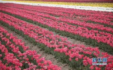 這是5月13日拍攝的云南省香格里拉縣納帕草原盛開的郁金香。新華社發(fā)（梁志強 攝）