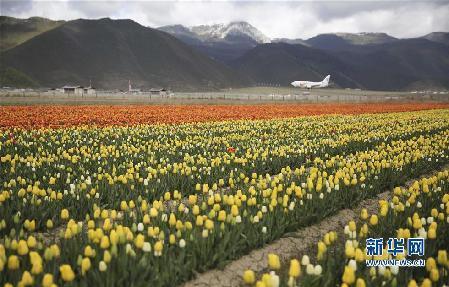 5月13日，在云南省香格里拉縣的納帕草原上，一架飛機在盛開的郁金香旁降落。新華社發(fā)（梁志強 攝）