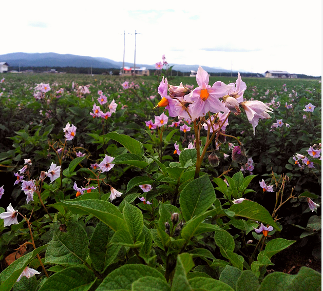 記王茂林的香格里拉本土薯種品牌夢