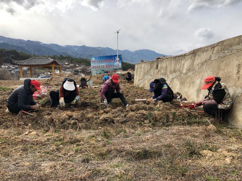 春耕正當(dāng)時(shí)，維西田間地頭一派繁忙景象
