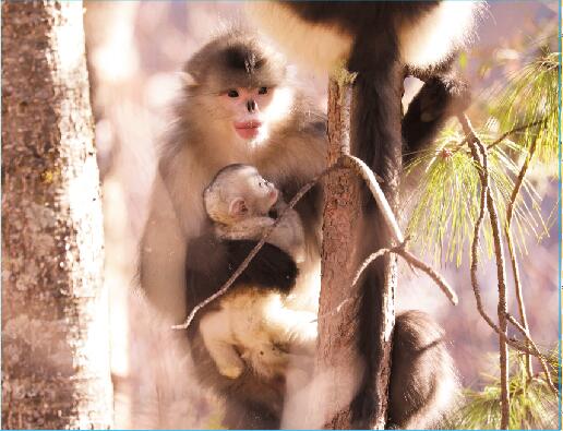 響古箐猴王“大個(gè)子”當(dāng)?shù)?></a>
     <p><a href=