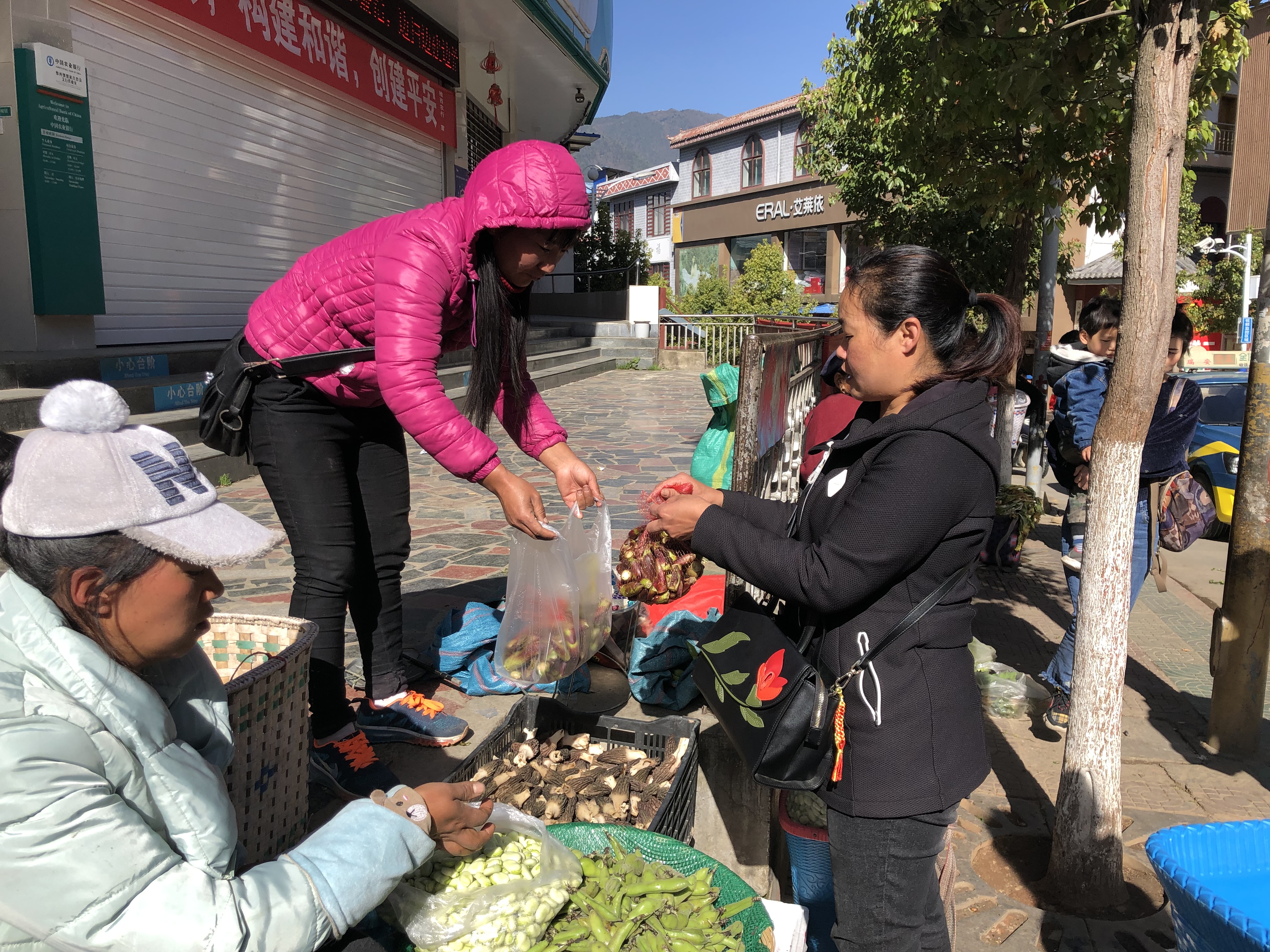 維西縣野菜爭相上市