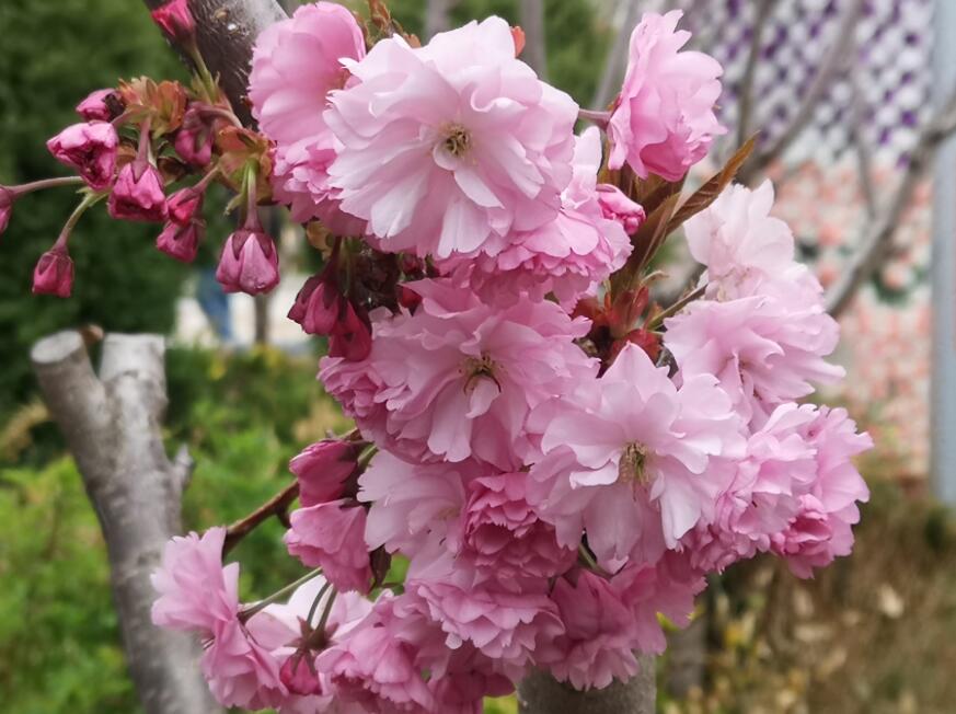 人間四月芳菲盡 高原百花始盛開(kāi)
