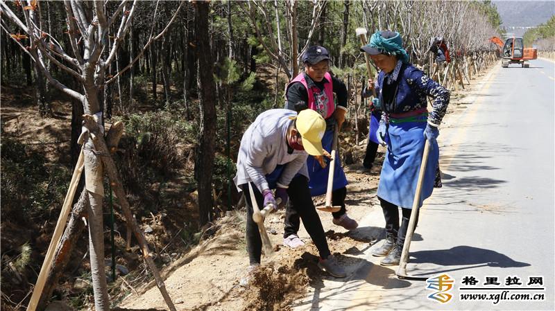 香格里拉市小中甸鎮(zhèn)聯(lián)合村積極為綠化樹安裝鐵絲網進行保護