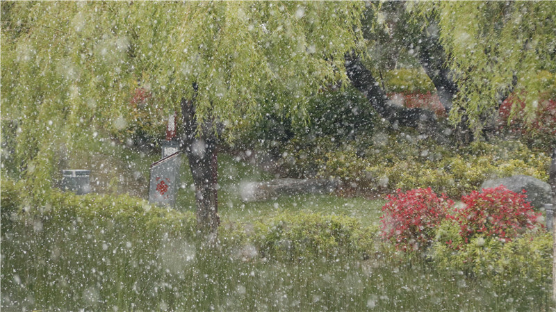 香格里拉“夏”雪啦！