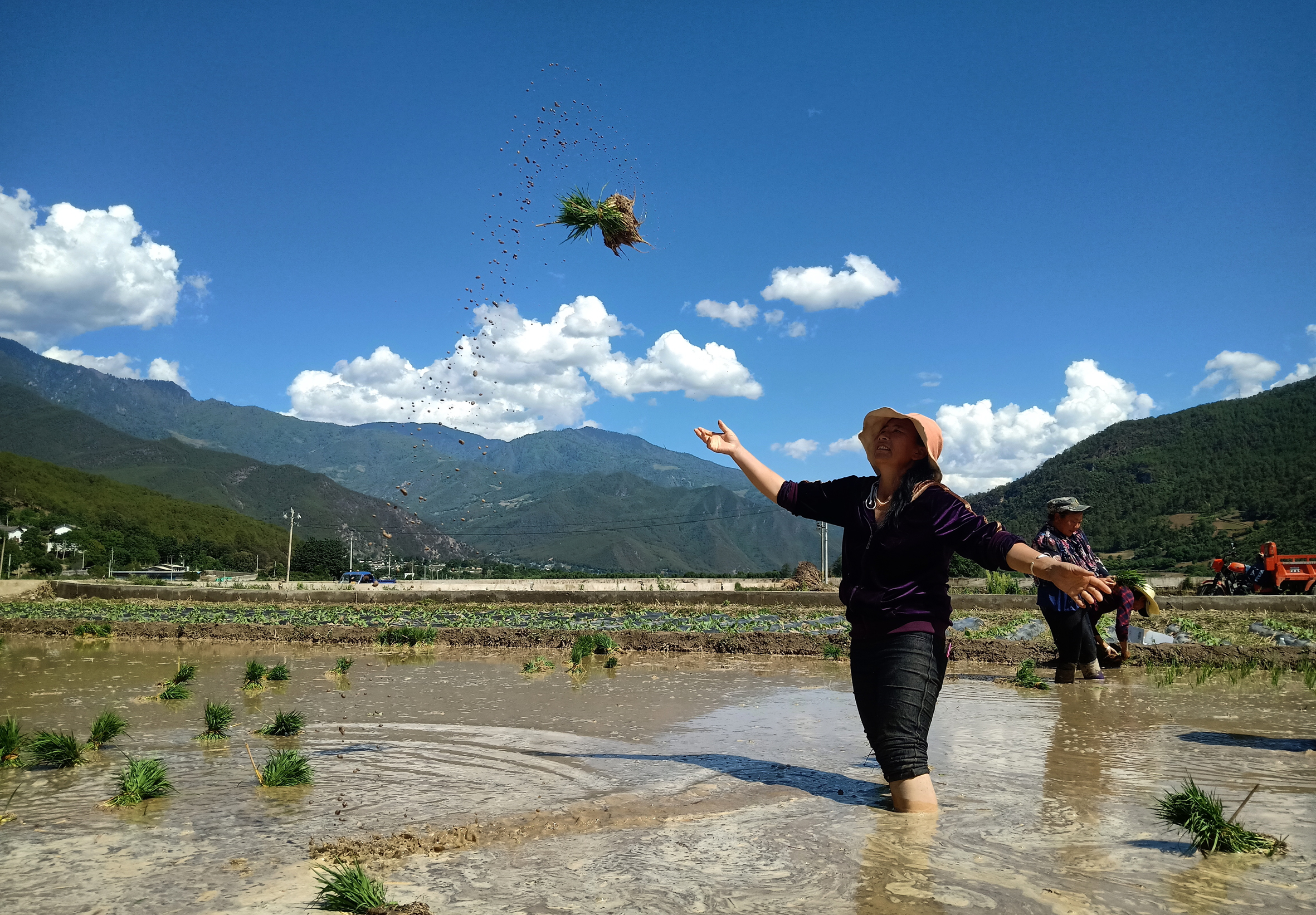 上江鄉(xiāng)福庫村委會(huì)村民夏拋秧忙