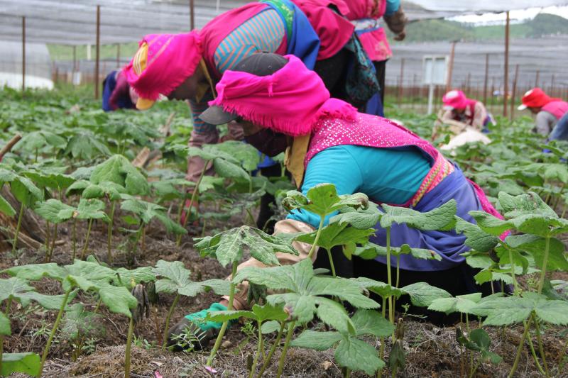 小中甸和平村中藥材種植基地除草忙