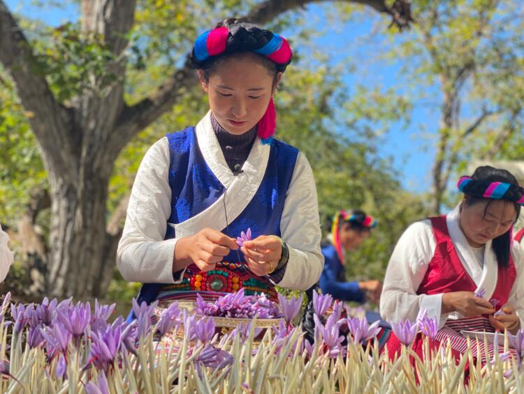 一組漂漂亮亮的藏紅花，來(lái)溫暖一下高原初冬
