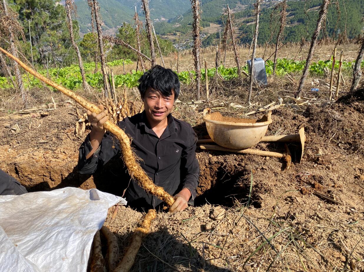 維西山藥將迎來(lái)銷售旺季