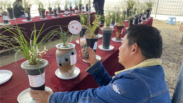 借力電商維西蘭花“開”遍全國
