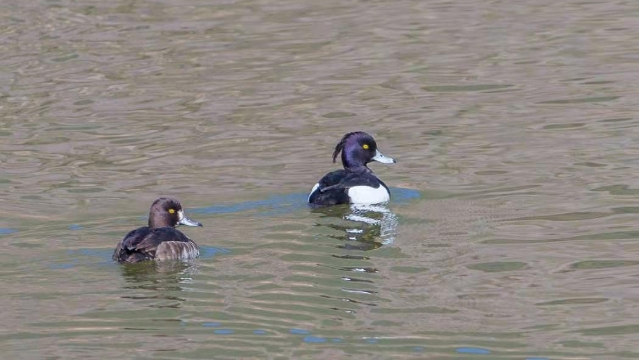 香格里拉飛羽天堂—每日觀鳥臺 鳳頭潛鴨