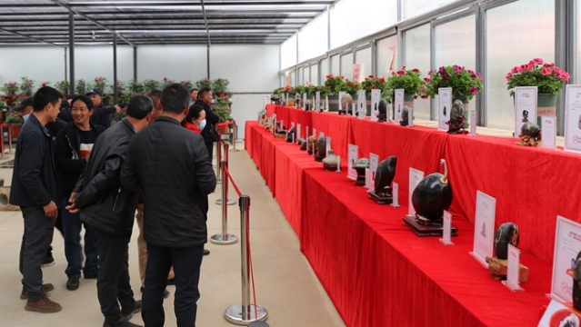 第三屆“美麗家園”花卉·奇石展在香格里拉市樂土花鳥市場開幕