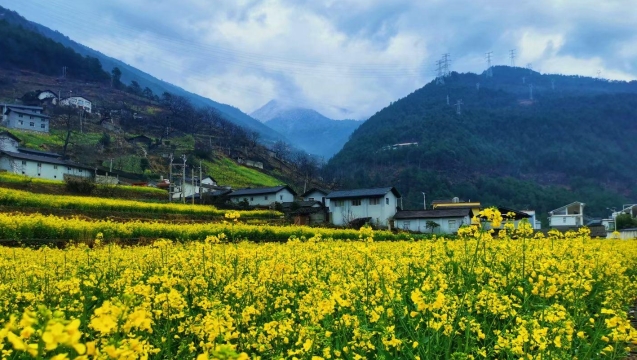 走，去維西賞花