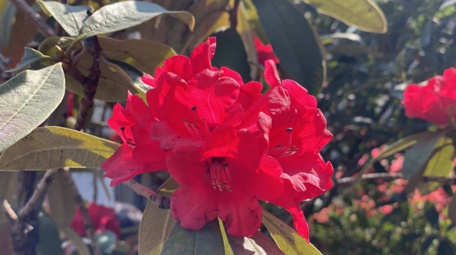 一 路 杜 鵑 不 負 儂