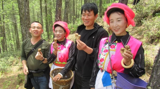 親自采挖松茸，香格里拉的這場(chǎng)活動(dòng)你去了嗎？