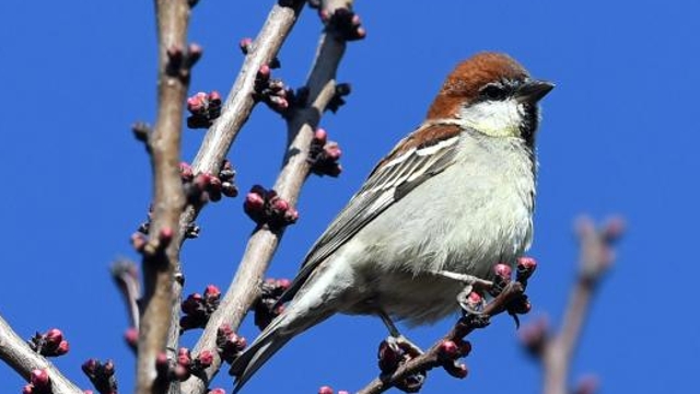 金沙江畔春暖花開(kāi)鳥(niǎo)兒鳴