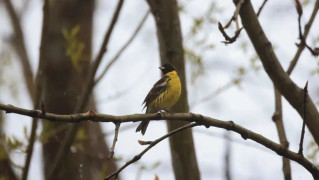 迪慶州鳥類新記錄：國家一級重點保護野生動物黃胸鹀！