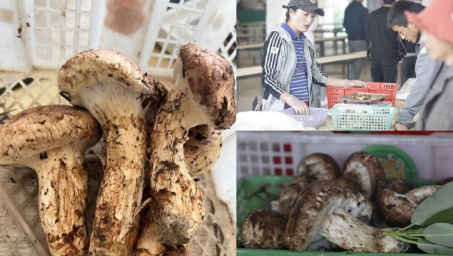 香格里拉精品松茸價格突破5000元，供不應求
