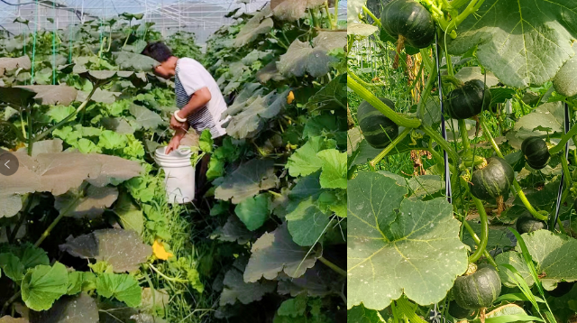 引種成功！進口貝貝南瓜在金江鎮(zhèn)豐收上市