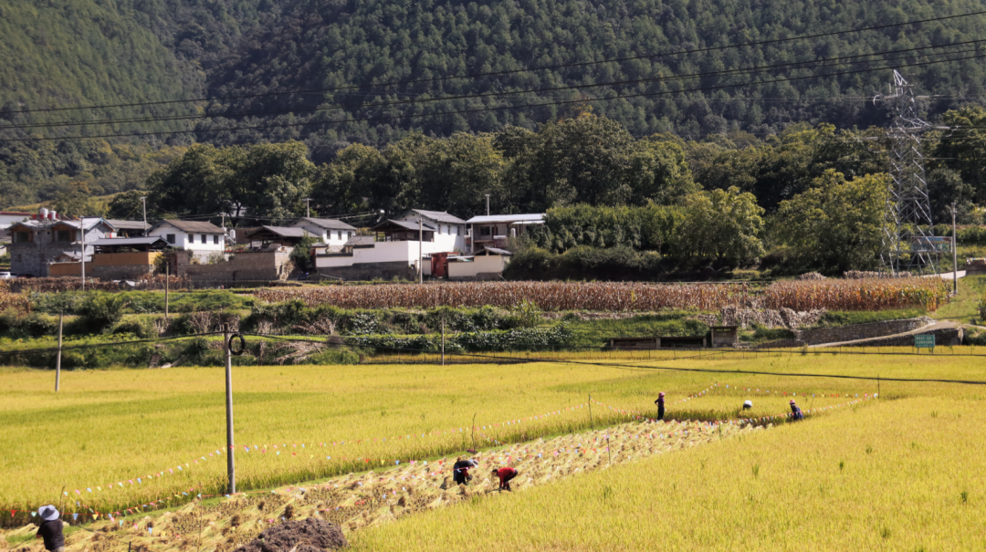 ，維西縣塔城鎮(zhèn)田野鋪金 央金拉姆.png