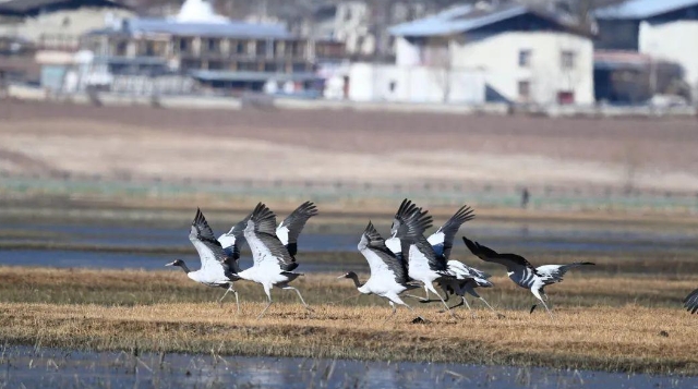 納帕海國(guó)際重要濕地越冬黑頸鶴首次突破500只，創(chuàng)歷史新高！
