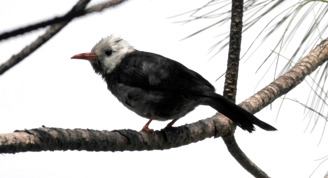 【迪慶百鳥(niǎo)集】? 黑短腳鵯（bēi）