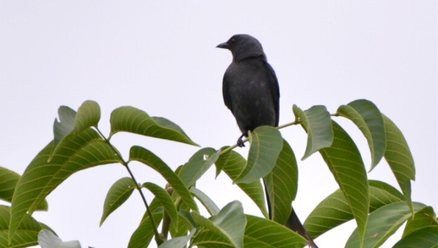 【迪慶百鳥集】?黑卷尾
