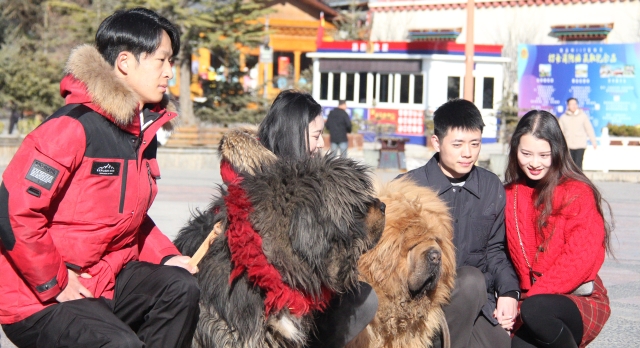 獨克宗古城冬季旅游熱度不減