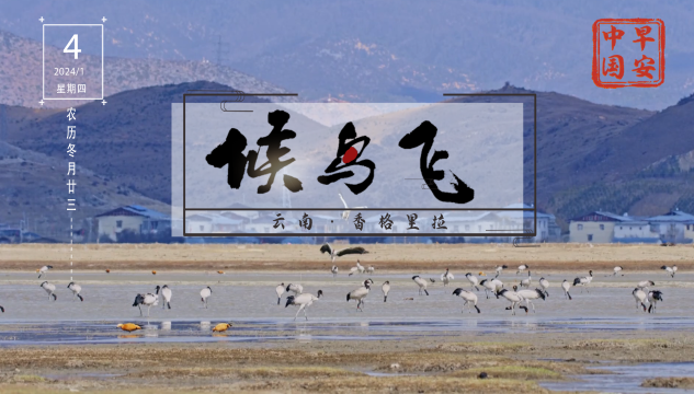 明早七點(diǎn)，在《早安中國(guó)》感受“飛羽天堂”的魅力