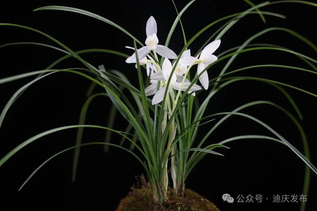 欣賞‖ 第三十一屆中國(guó)（維西）蘭花博覽會(huì)中的特金獎(jiǎng)蘭花，有您喜歡的蘭花嗎？