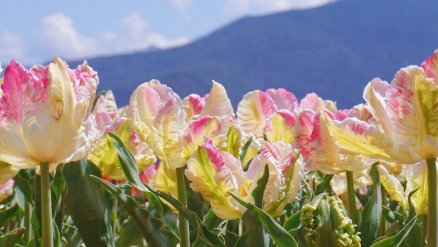 賞花正當(dāng)時(shí)！香格里拉高山植物園郁金香花海正迷人