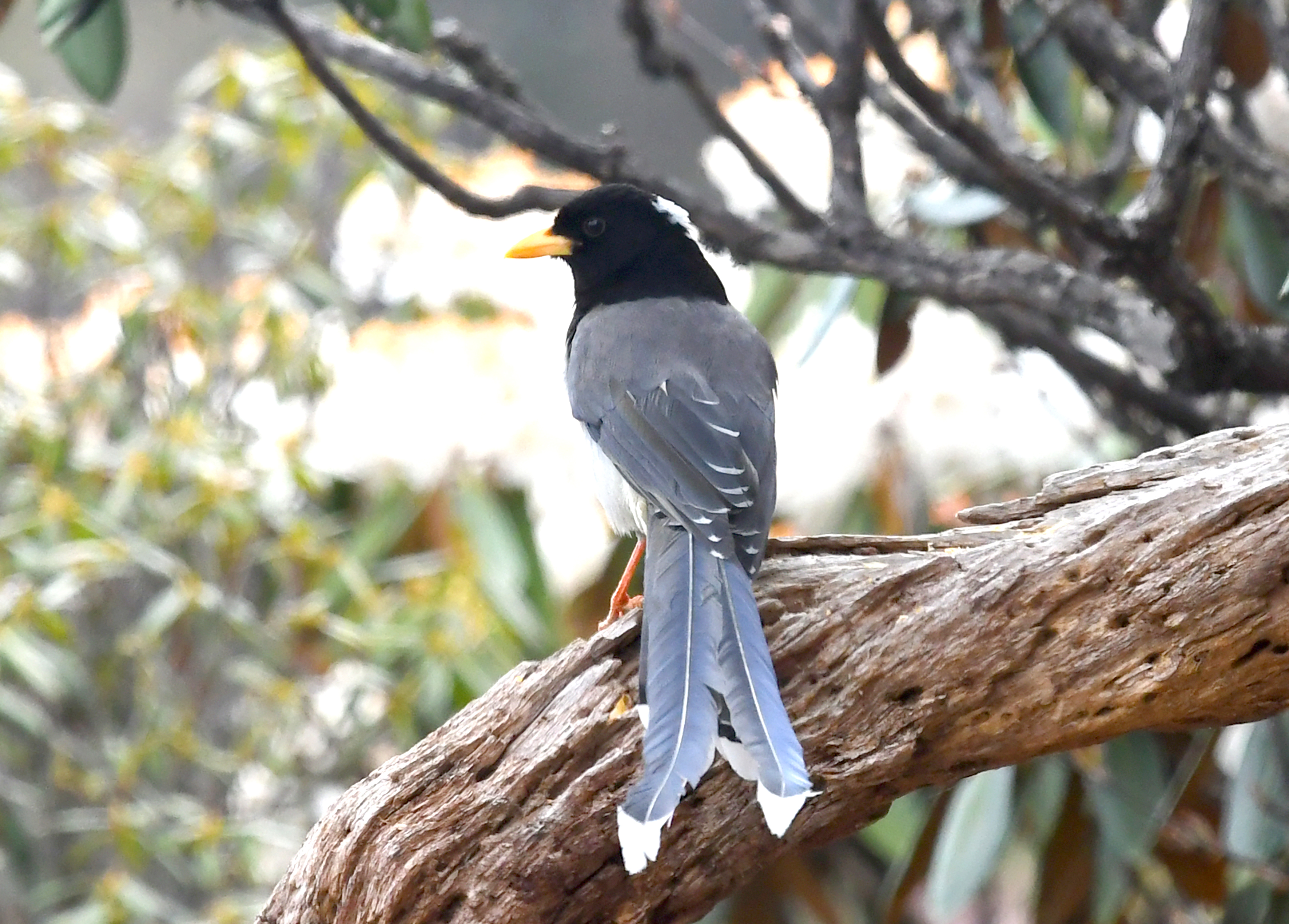 【?迪慶百鳥集】107 黃嘴藍鵲