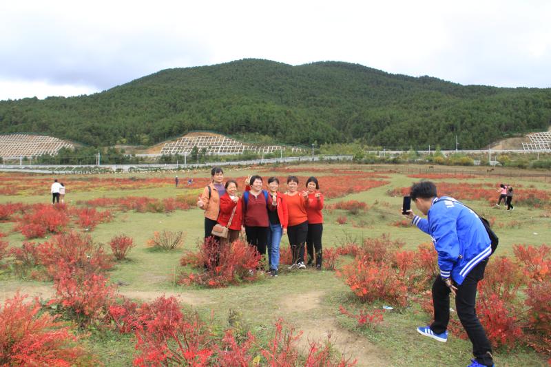 10月狼毒紅了，香格里拉開啟深秋模式