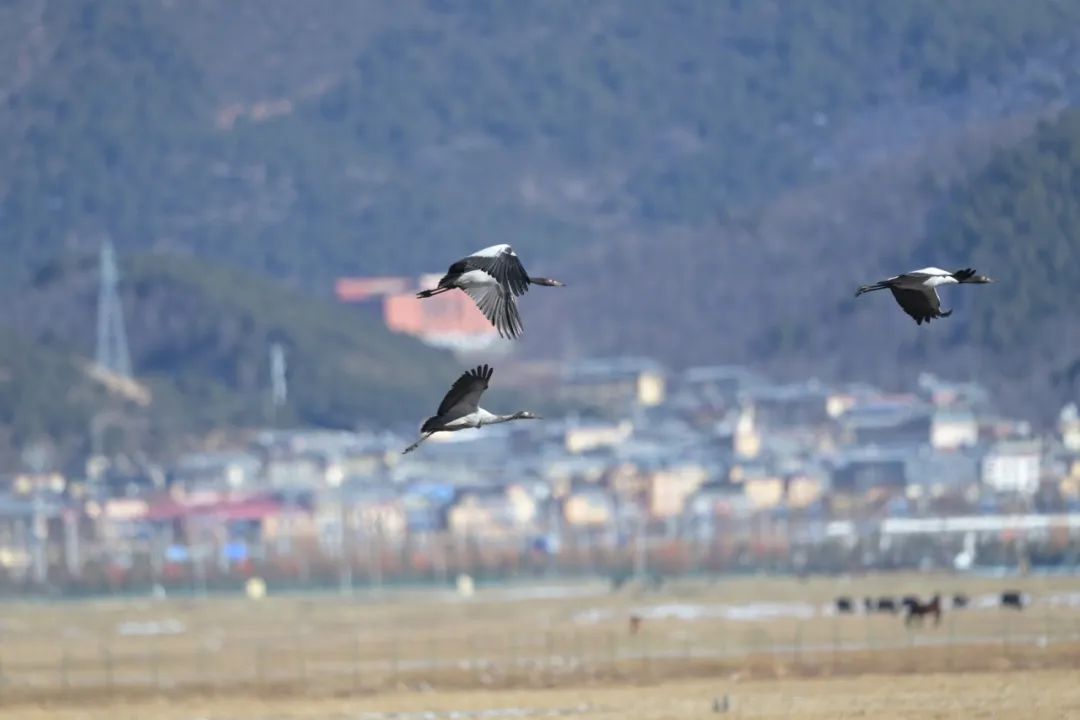 562只！納帕海國(guó)際重要濕地越冬黑頸鶴數(shù)量創(chuàng)新高！