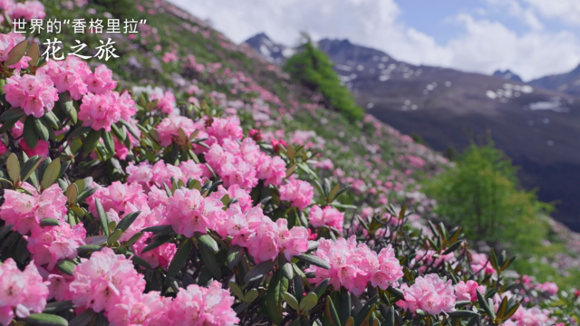 奔赴迪慶，共赴浪漫杜鵑花海之約