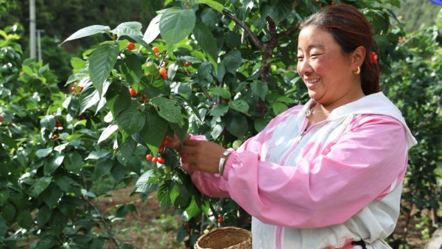 櫻桃紅 日子甜