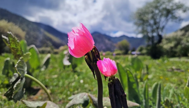普達(dá)措景區(qū)迎來桃兒七盛花期