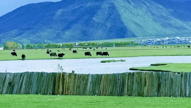 暑期“熱度”不一樣，香格里拉剛好19℃！
