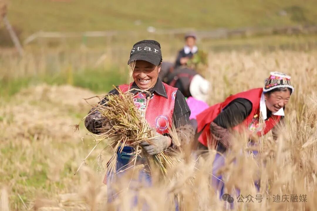 秋日限定 | 迪慶高甜繼續(xù)！番茄·青稞·七彩椒……高原特色農(nóng)業(yè)“多點開花”