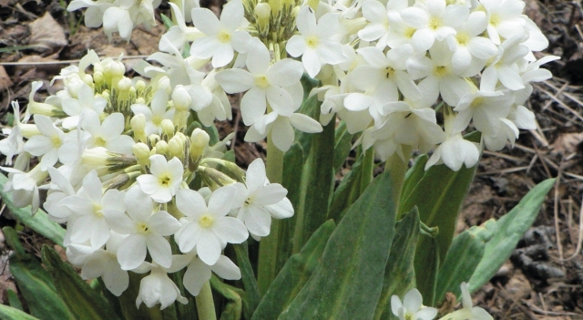 白花雪山報(bào)春