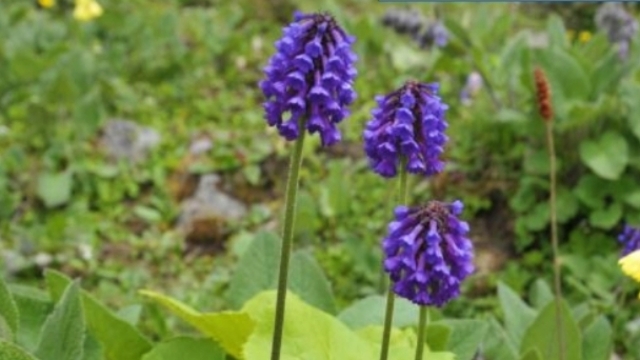 羽葉穗花報(bào)春